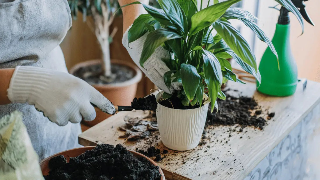 More Surprising Benefits of Using Waste Coffee Grounds …. this Time, on Your Houseplants