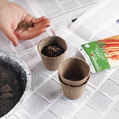 The Benefits of Waste Coffee Grounds on Carrot Cultivation