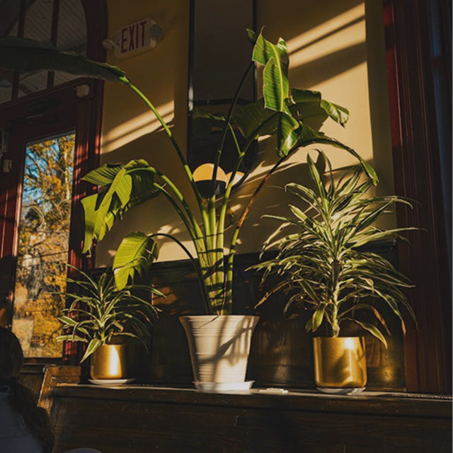 Benefits of Coffee Grounds for Your Houseplants