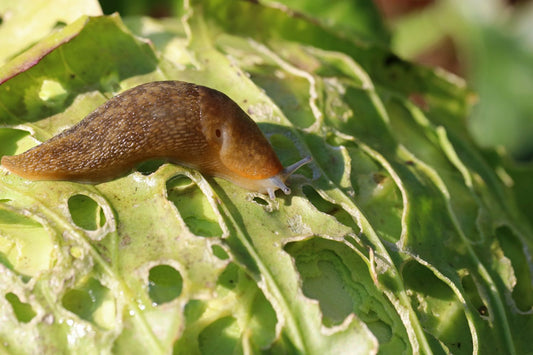The Benefits of Using Coffee Grounds to Control Slugs and Snails