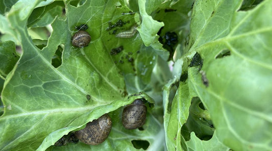 ☕ Waste Coffee Grounds as a Natural Slug and Snail Deterrent: Backed by Science, Powered by Sustainability
